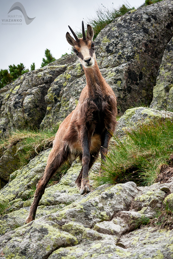 kamzik vrchovský tatranský, rupicapra rupicapra tatrica, chamois, gemse, wildlife, photo, divoká príroda, kamzík alpský, vysoké tatry, foto, high tatras